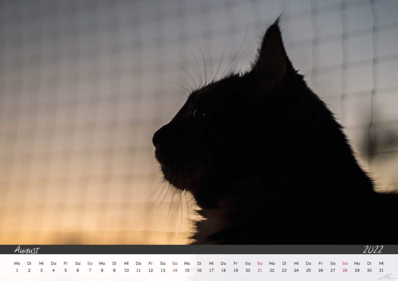 Katzenkalender 2022 Katzenkalender 2022