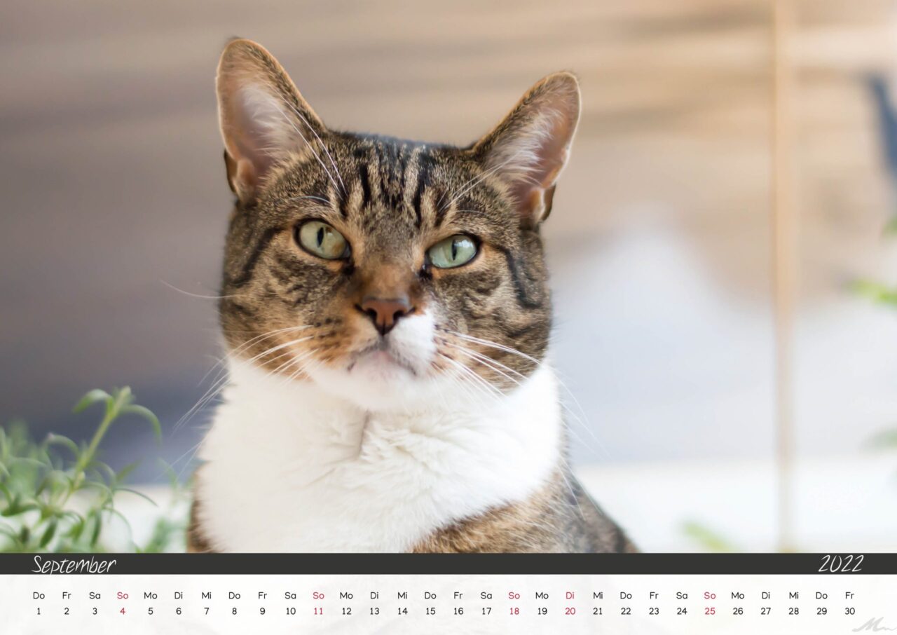 Katzenkalender 2022 Katzenkalender 2022