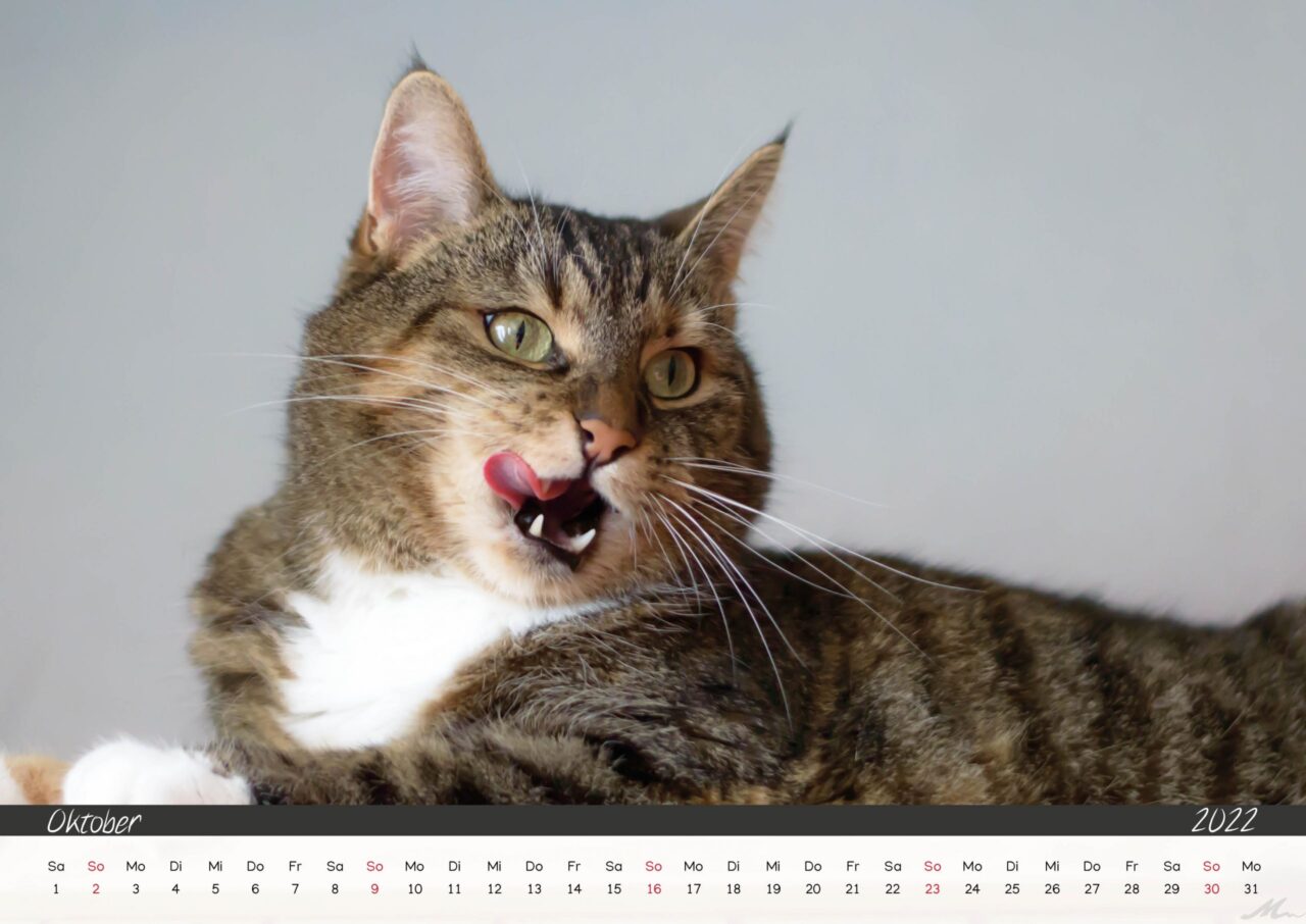 Katzenkalender 2022 Katzenkalender 2022