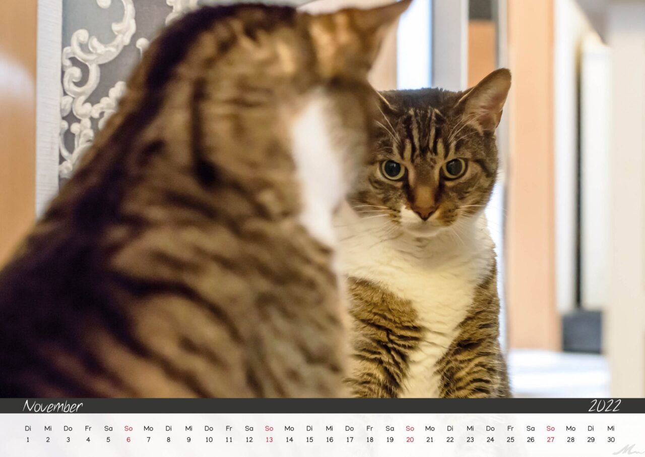 Katzenkalender 2022 Katzenkalender 2022