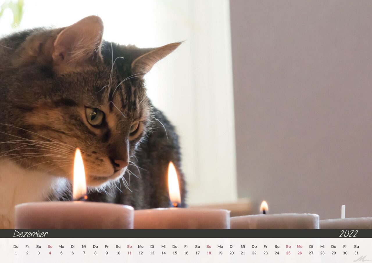 Katzenkalender 2022 Katzenkalender 2022