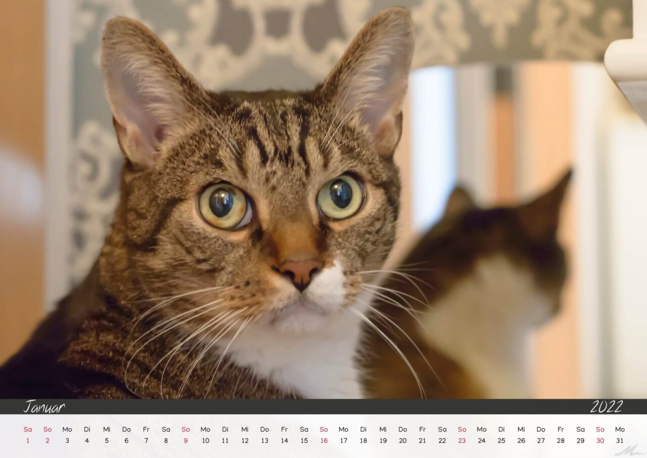 Katzenkalender 2022 Katzenkalender 2022