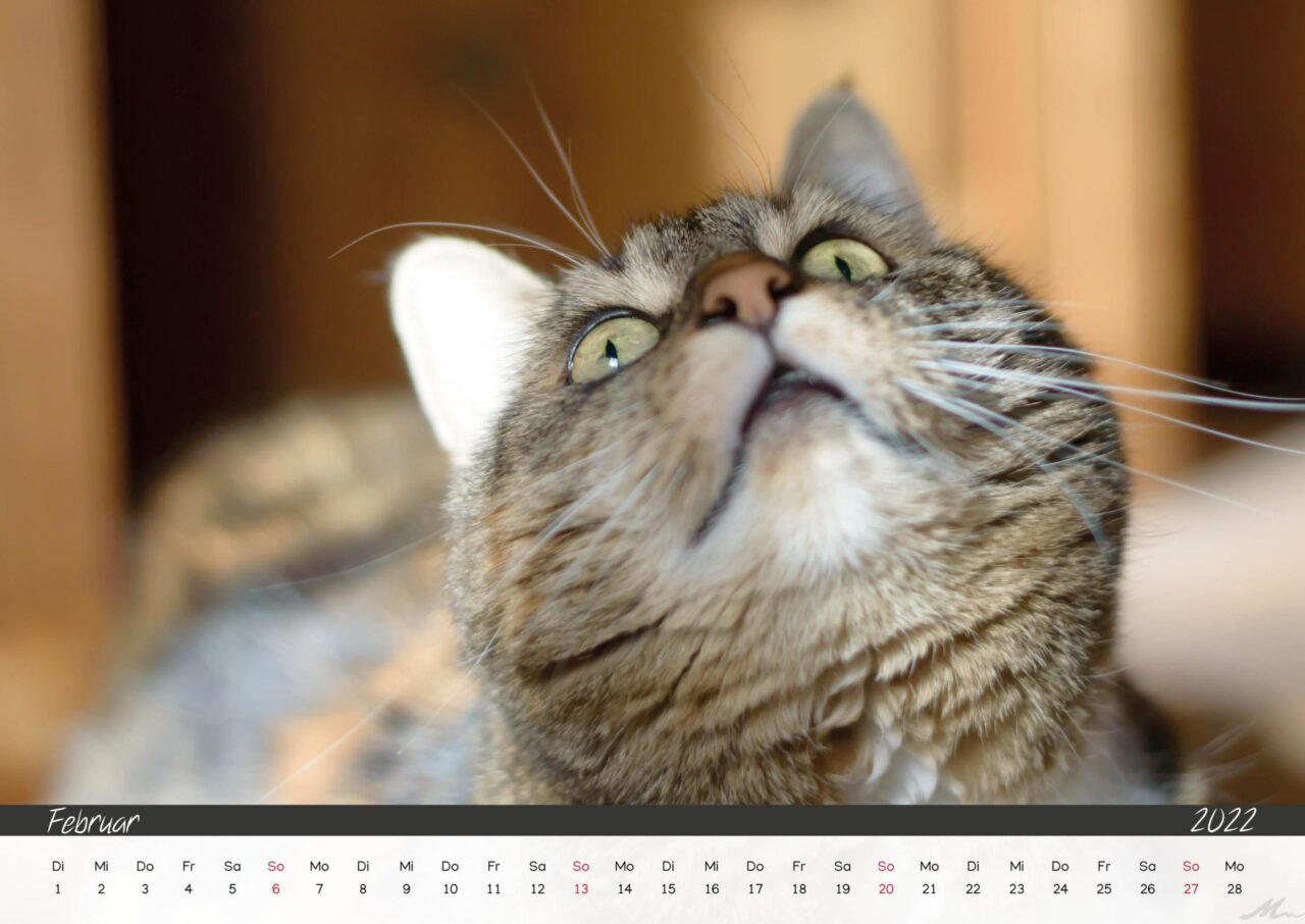 Katzenkalender 2022 Katzenkalender 2022