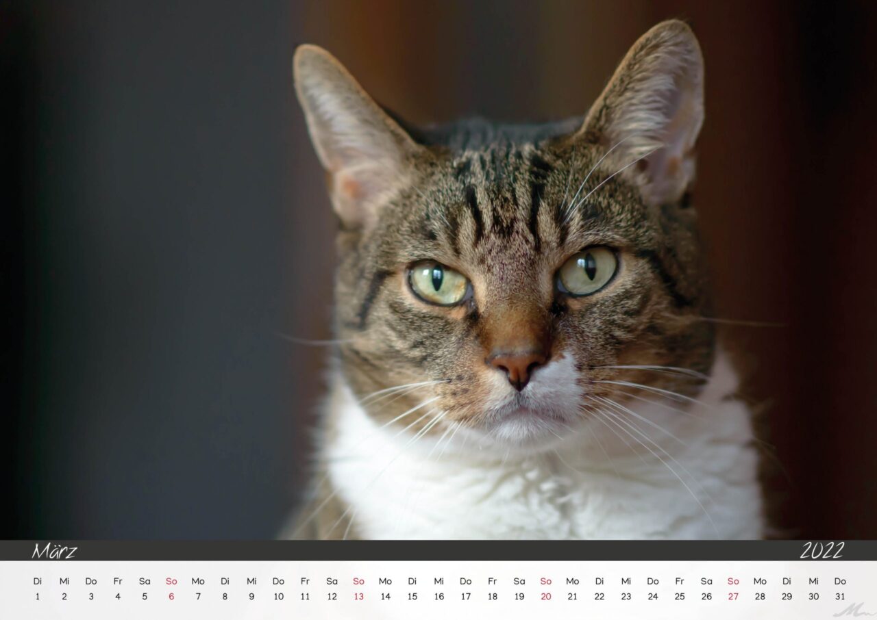 Katzenkalender 2022 Katzenkalender 2022