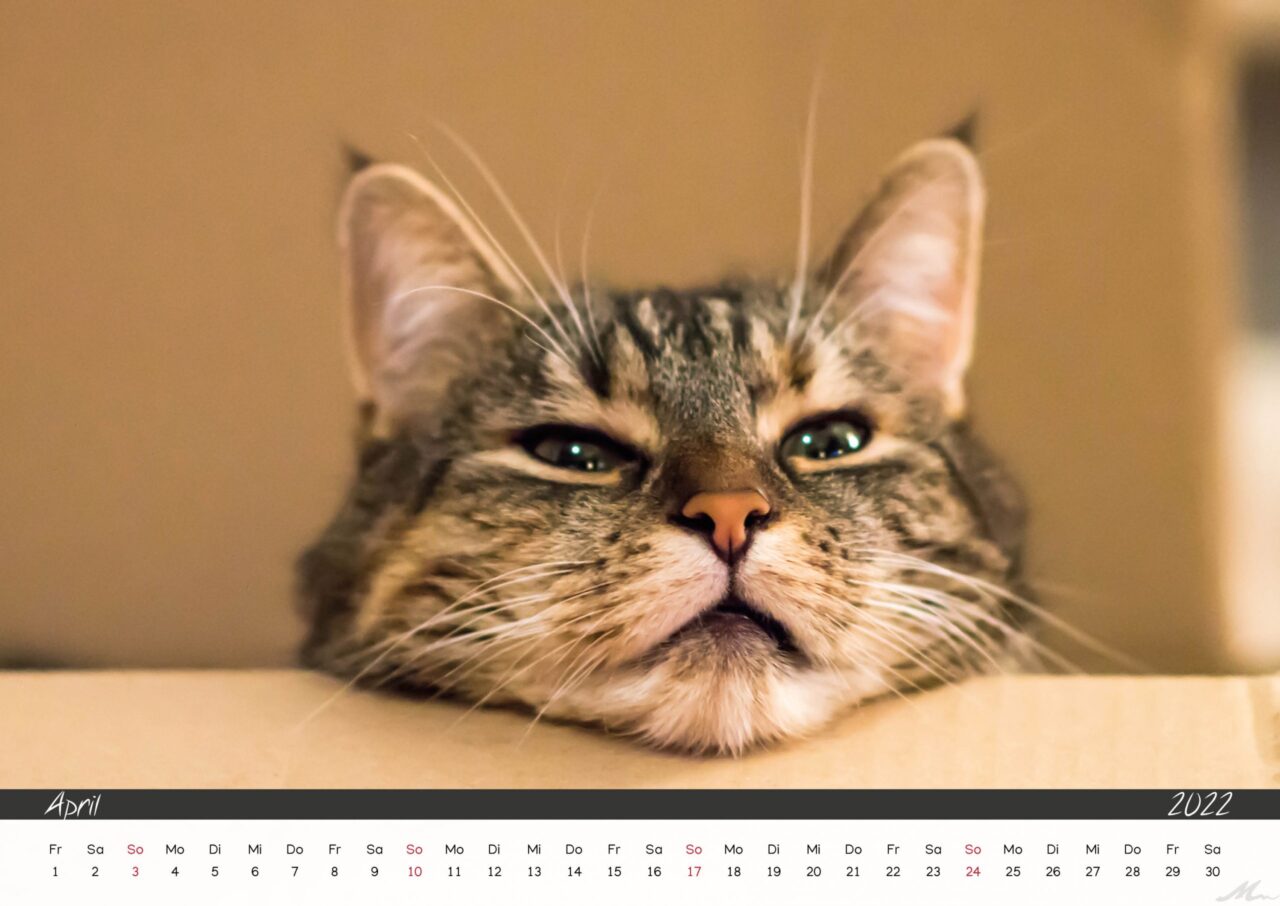 Katzenkalender 2022 Katzenkalender 2022