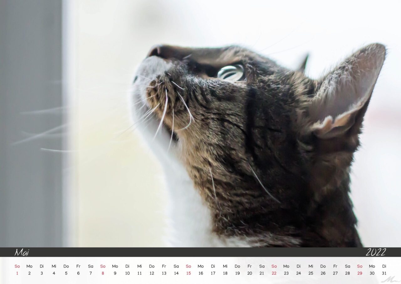Katzenkalender 2022 Katzenkalender 2022