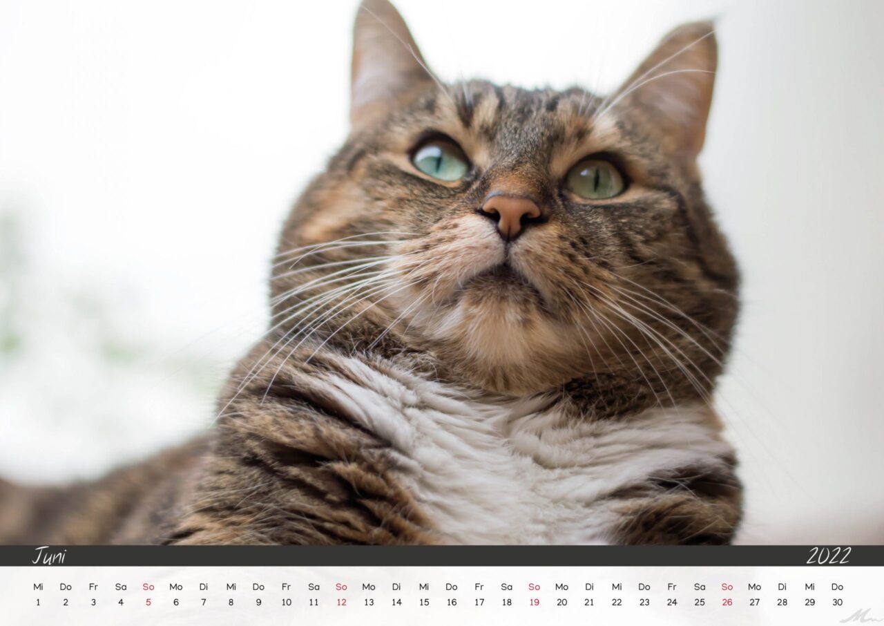 Katzenkalender 2022 Katzenkalender 2022