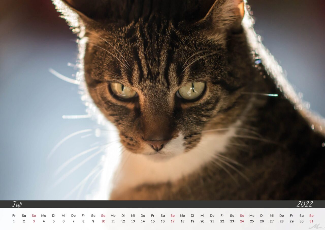 Katzenkalender 2022 Katzenkalender 2022