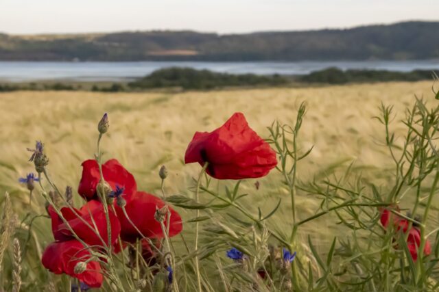 Mohn © Nicole Mattern