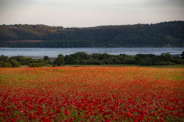 Mohn © Nicole Mattern