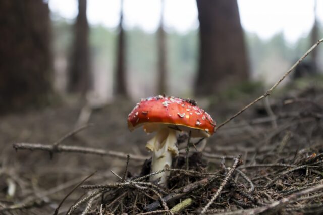 Fliegenpilz © Nicole Mattern