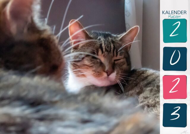 Katzenkalender 2023