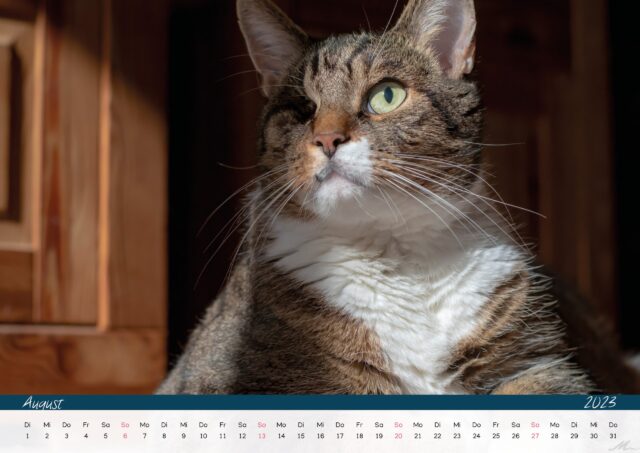 Katzenkalender 2023