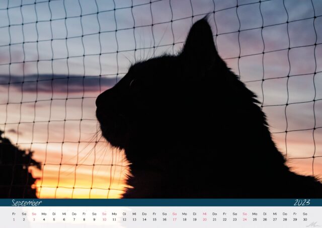 Katzenkalender 2023