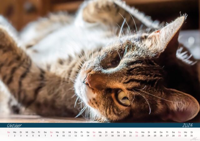 Katzenkalender 2023