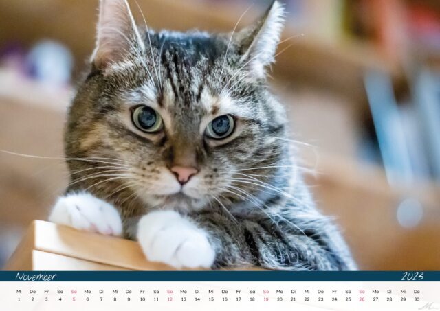 Katzenkalender 2023
