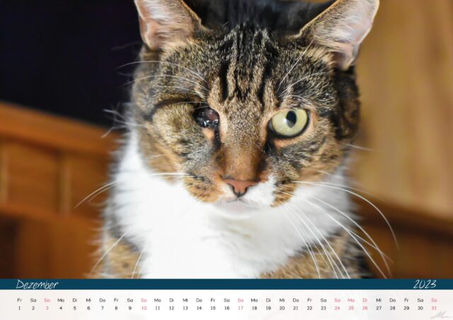 Katzenkalender 2023