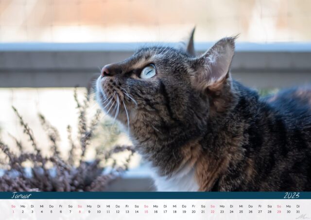 Katzenkalender 2023