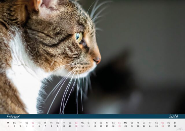 Katzenkalender 2023
