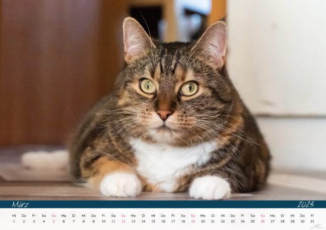 Katzenkalender 2023