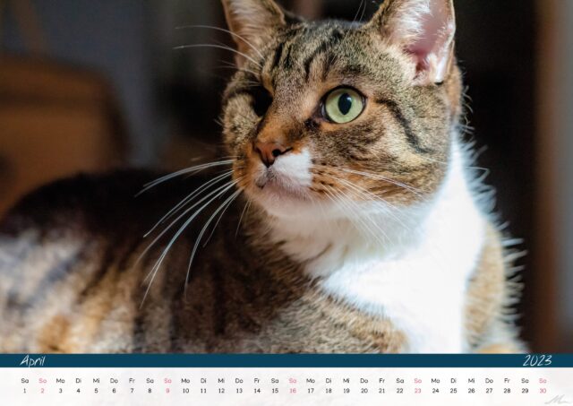 Katzenkalender 2023
