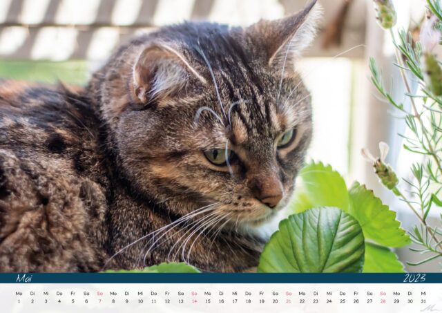 Katzenkalender 2023