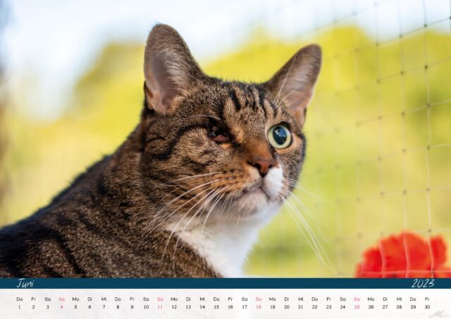 Katzenkalender 2023