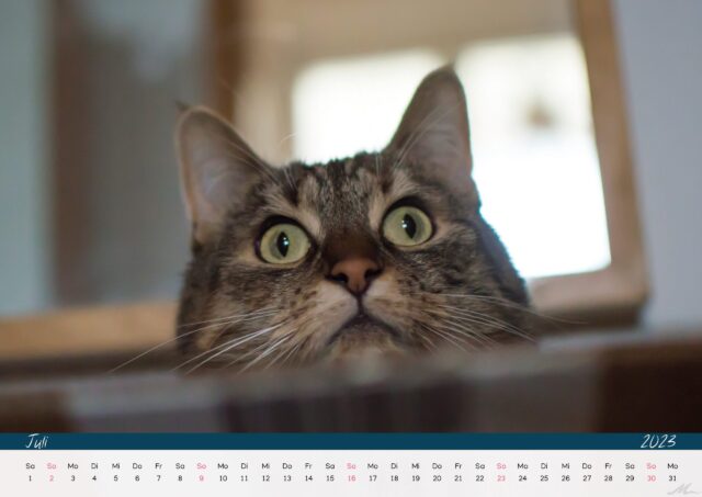 Katzenkalender 2023