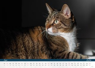 Kalender-Katzen24_Seite_08