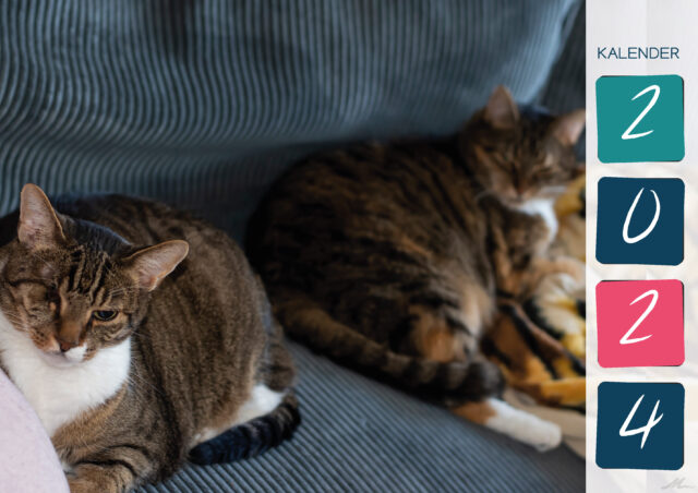 Katzenkalender 2024