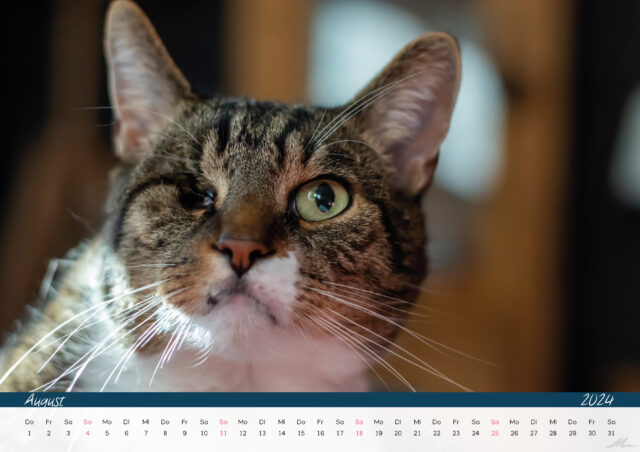 Katzenkalender 2024