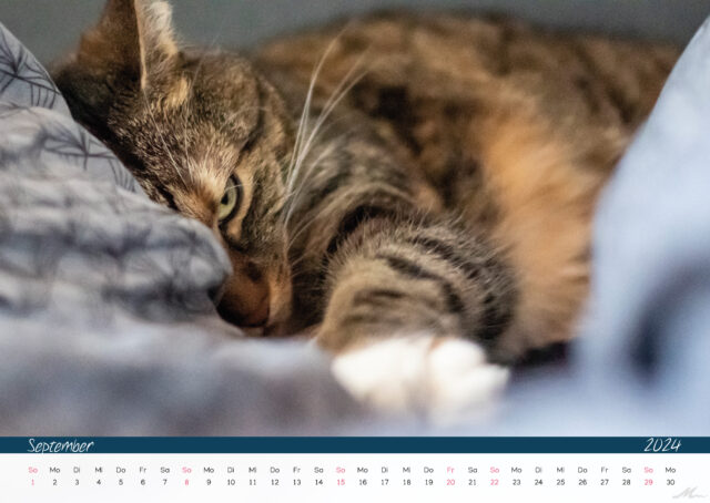 Katzenkalender 2024