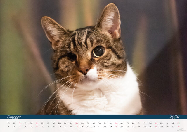 Katzenkalender 2024