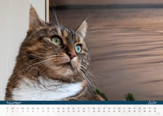 Katzenkalender 2024
