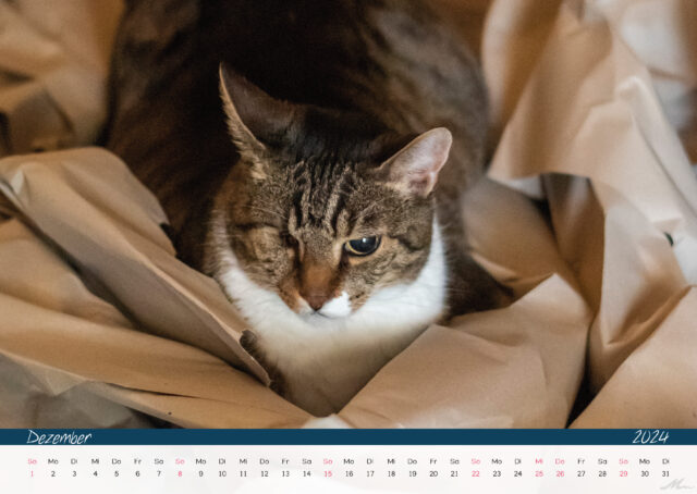 Katzenkalender 2024