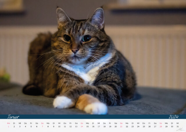 Katzenkalender 2024