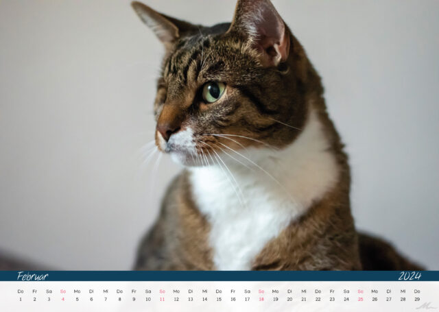 Katzenkalender 2024