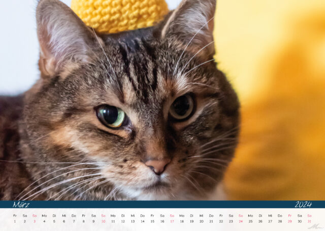 Katzenkalender 2024