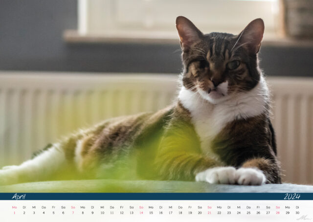 Katzenkalender 2024