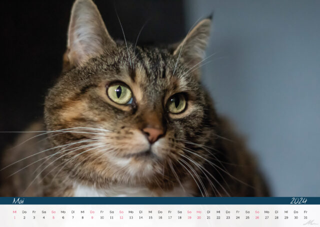 Katzenkalender 2024