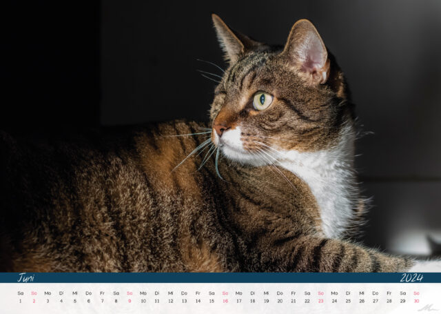 Katzenkalender 2024