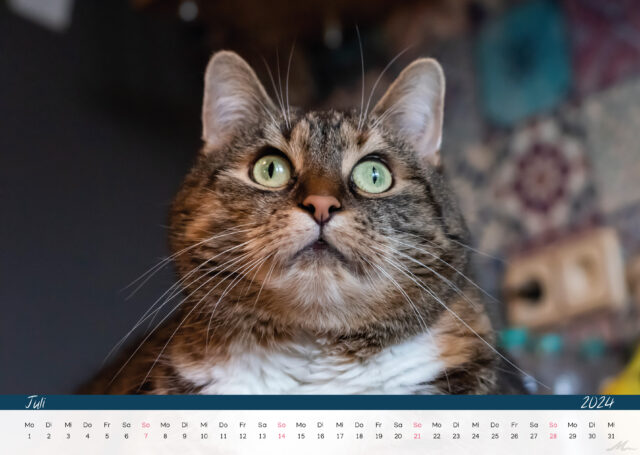 Katzenkalender 2024