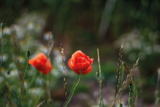 Mohn