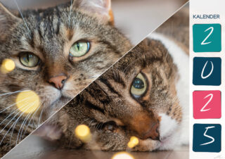 Kalender25 Katzen