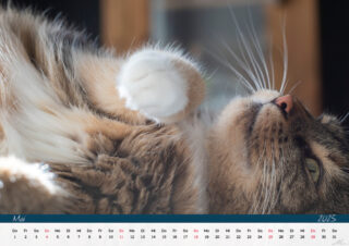 Kalender25 Katzen7