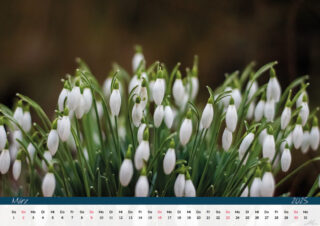 Kalender255