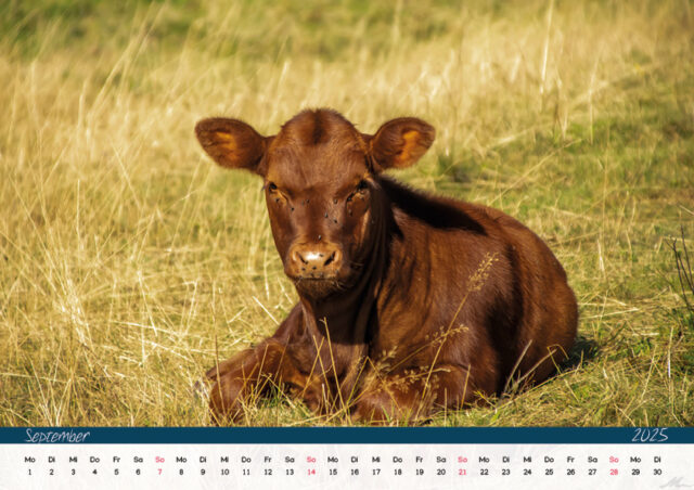 Kalender 2025