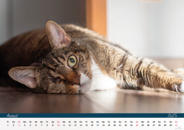 Katzenkalender 2025