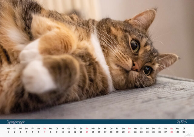 Katzenkalender 2025