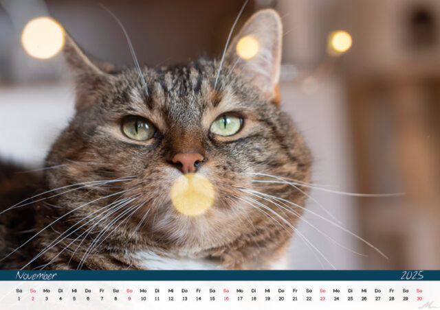 Katzenkalender 2025